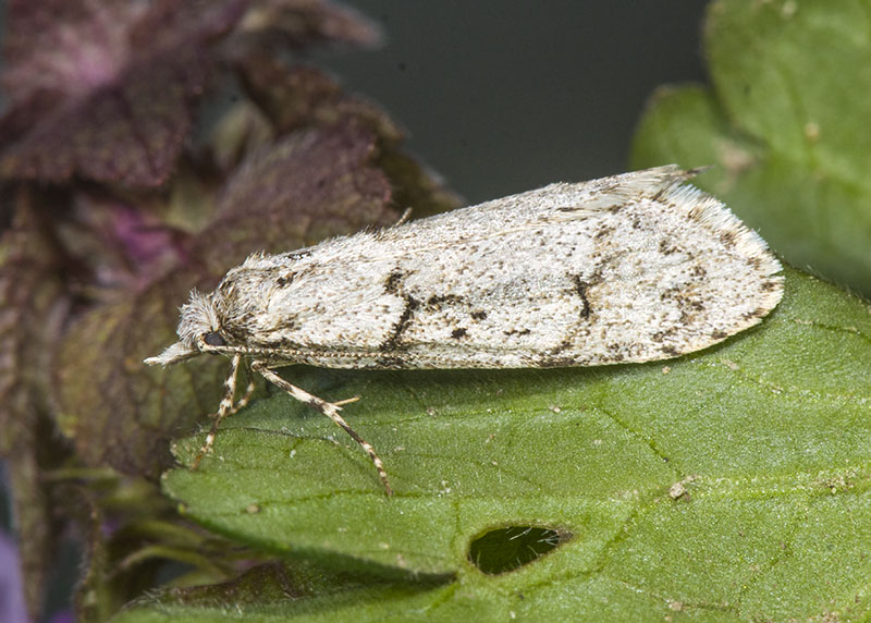 Da ID - Diurnea fagella, Chimabachidae